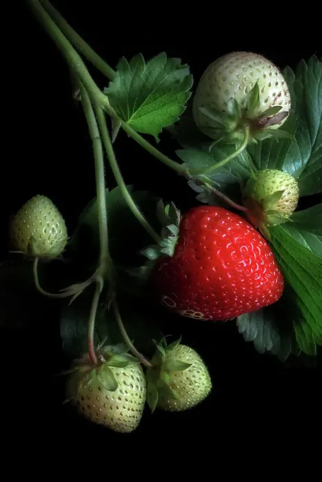 Framed Print : Strawberries Framed Print : Strawberries