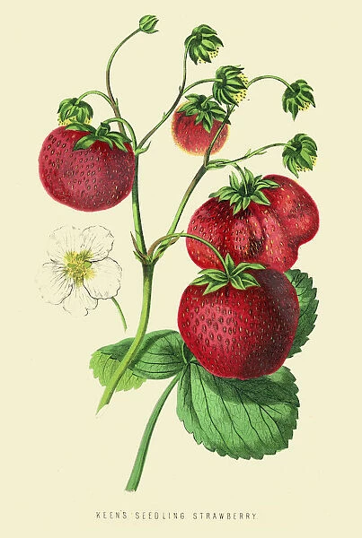 Strawberries illustration 1874