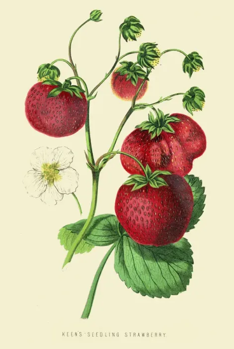 Framed Print : Strawberries illustration 1874 Framed Print : Strawberries illustration 1874