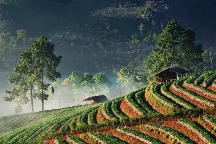 Framed Print : Strawberry farm at Doi Ang Khang