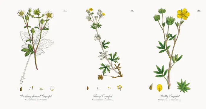 Framed Print : Strawberry-flowered Cinquefoil, Potentilla rupestris, Victorian Botanical Illustration, 1863 Framed Print : Strawberry-flowered Cinquefoil, Potentilla rupestris, Victorian Botanical Illustration, 1863