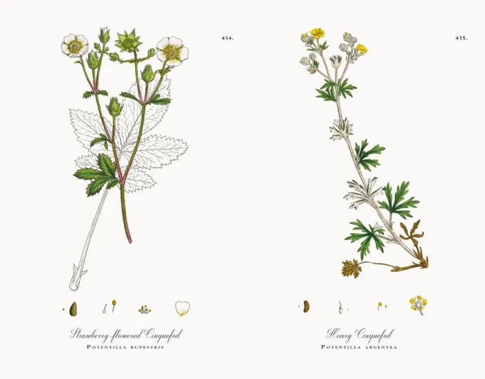 Framed Print : Strawberry-flowered Cinquefoil, Potentilla rupestris, Victorian Botanical Illustration, 1863