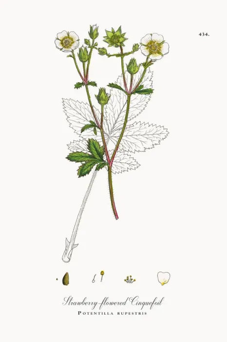 Framed Print : Strawberry-flowered Cinquefoil, Potentilla rupestris, Victorian Botanical Illustration, 1863 Framed Print : Strawberry-flowered Cinquefoil, Potentilla rupestris, Victorian Botanical Illustration, 1863