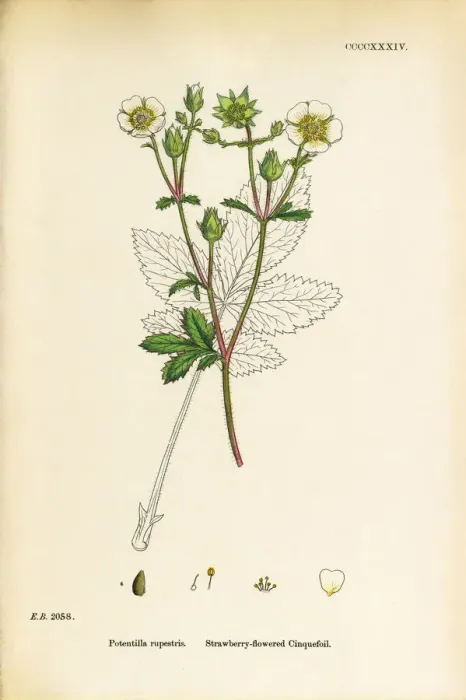 Framed Print : Strawberry-flowered Cinquefoil, Potentilla rupestris, Victorian Botanical Illustration, 1863 Framed Print : Strawberry-flowered Cinquefoil, Potentilla rupestris, Victorian Botanical Illustration, 1863