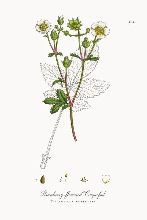 Framed Print : Strawberry-flowered Cinquefoil, Potentilla rupestris, Victorian Botanical Illustration, 1863 Framed Print : Strawberry-flowered Cinquefoil, Potentilla rupestris, Victorian Botanical Illustration, 1863