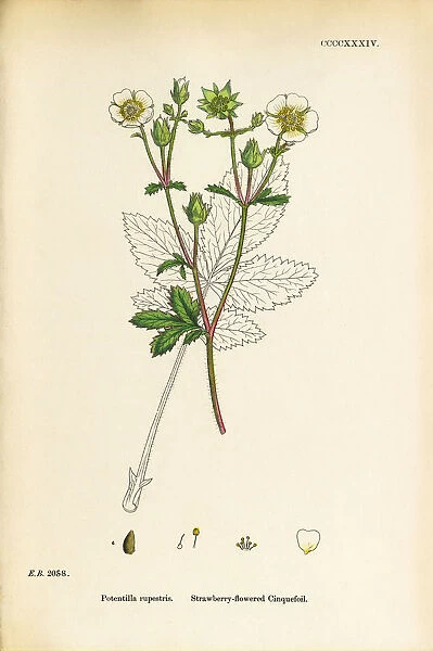 Strawberry-flowered Cinquefoil, Potentilla rupestris, Victorian Botanical Illustration, 1863