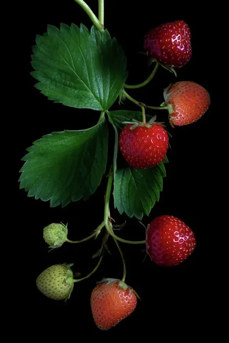Framed Print : Strawberry fruits Framed Print : Strawberry fruits