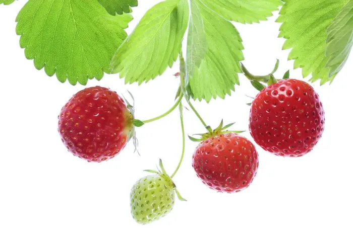 Framed Print : Strawberry fruits Framed Print : Strawberry fruits