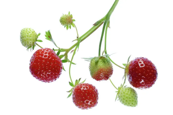 Framed Print : Strawberry fruits