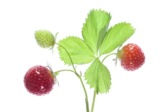 Framed Print : Strawberry fruits Framed Print : Strawberry fruits