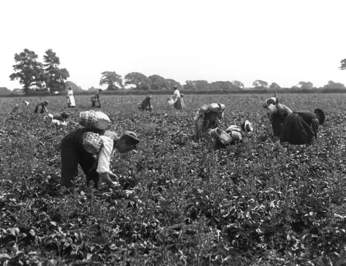 Framed Print : Strawberry Harvest Framed Print : Strawberry Harvest