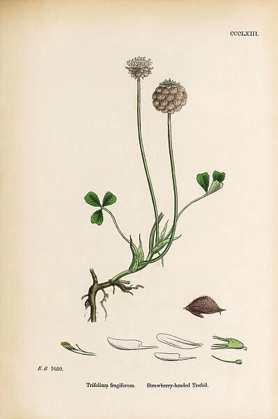 Strawberry-headed Trefoil, Trifolium fragiferum, Victorian Botanical Illustration, 1863
