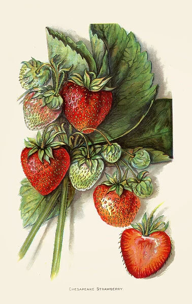 Strawberry illustration 1892