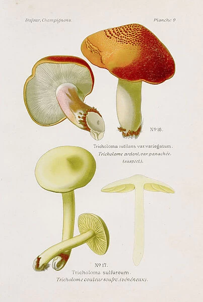 Strawberry mushroom 1891