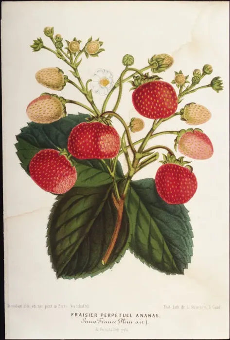 Framed Print : Strawberry Plant Framed Print : Strawberry Plant