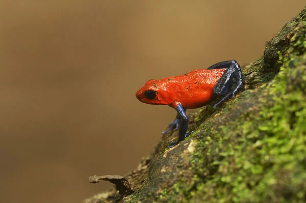 Strawberry Poison Frog -Dendrobates pumilio-, Tenorio Volcano National Park, Costa Rica, Central America