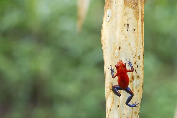 Strawberry poison frog or Strawberry poison-dart frog -Oophaga pumilio syn. Dendrobates pumilio-, Laguna del Lagarto Lodge, Alajuela, Costa Rica, Central America