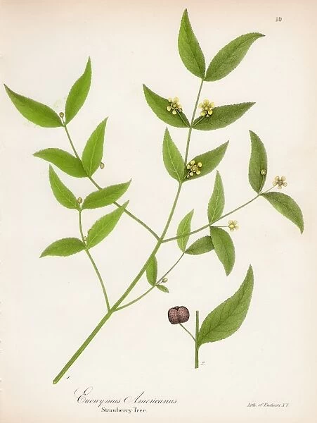 Strawberry tree botanical engraving 1843