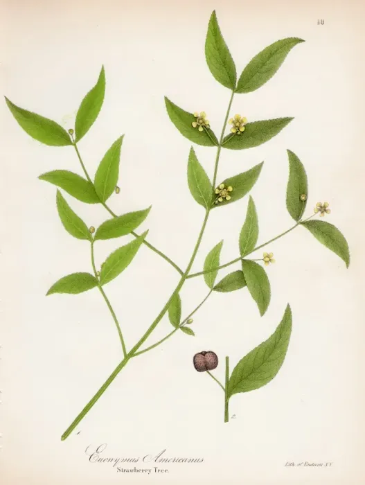 Framed Print : Strawberry tree botanical engraving 1843 Framed Print : Strawberry tree botanical engraving 1843