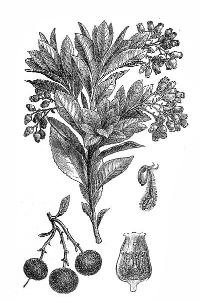 Strawberry Tree or Cane Apple (Arbutus unedo)