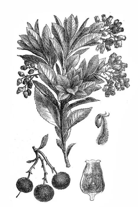 Framed Print : Strawberry Tree or Cane Apple (Arbutus unedo) Framed Print : Strawberry Tree or Cane Apple (Arbutus unedo)