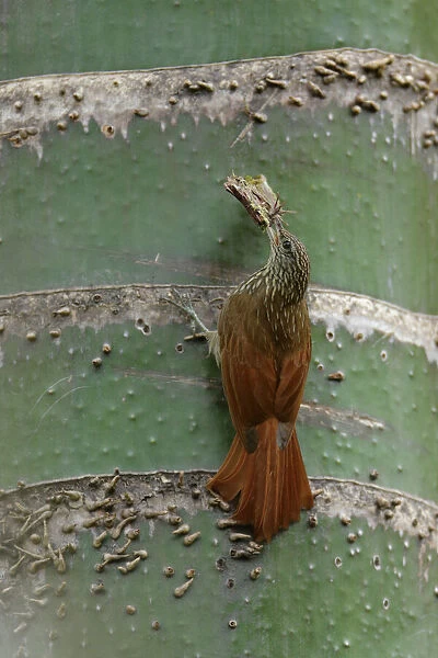 Streak-headed Woodpecker