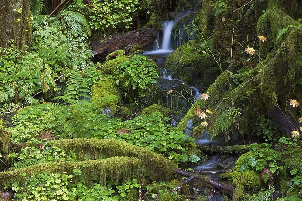 Stream in forest, Quinault, Quinault River Valley, Olympic National Park, Washington State, USA