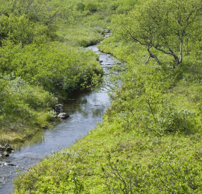 Framed Print : Stream and lush vegetation, Joekulsargljufur National Park, Iceland, Europe Framed Print : Stream and lush vegetation, Joekulsargljufur National Park, Iceland, Europe
