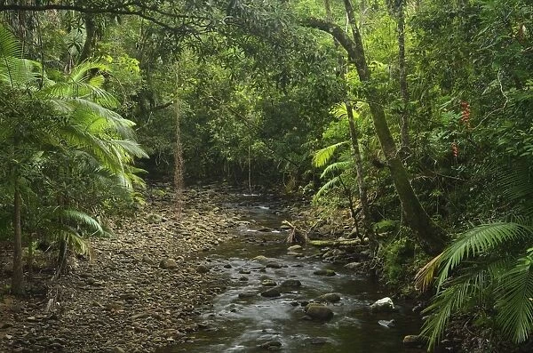 Stream in rainforest