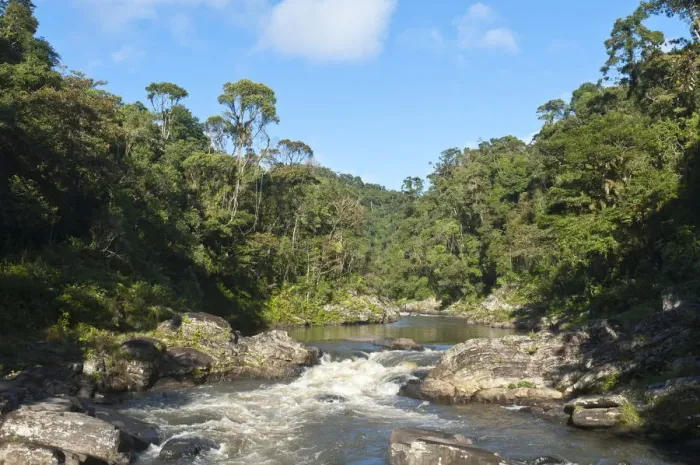 Framed Print : Stream, small waterfall in jungle, primary forest, National Park Ranomafana, Fianarantsoa Province, Madagascar Framed Print : Stream, small waterfall in jungle, primary forest, National Park Ranomafana, Fianarantsoa Province, Madagascar