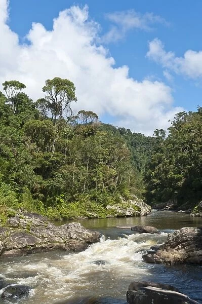 Stream, small waterfall in jungle, primary forest, National Park Ranomafana, Fianarantsoa Province, Madagascar
