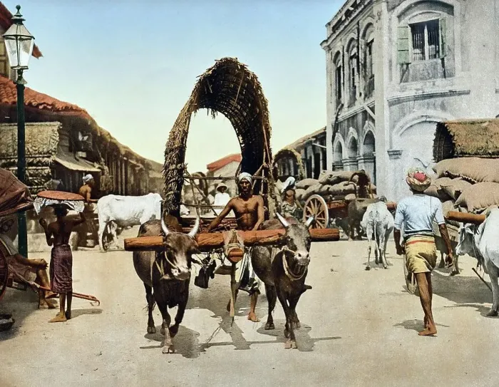 Framed Print : Street scene with an ox cart in Colombo, Ceylon, c. 1890, Sri Lanka, Historic, digitally restored reproduction from an original of the period Framed Print : Street scene with an ox cart in Colombo, Ceylon, c. 1890, Sri Lanka, Historic, digitally restored reproduction from an original of the period