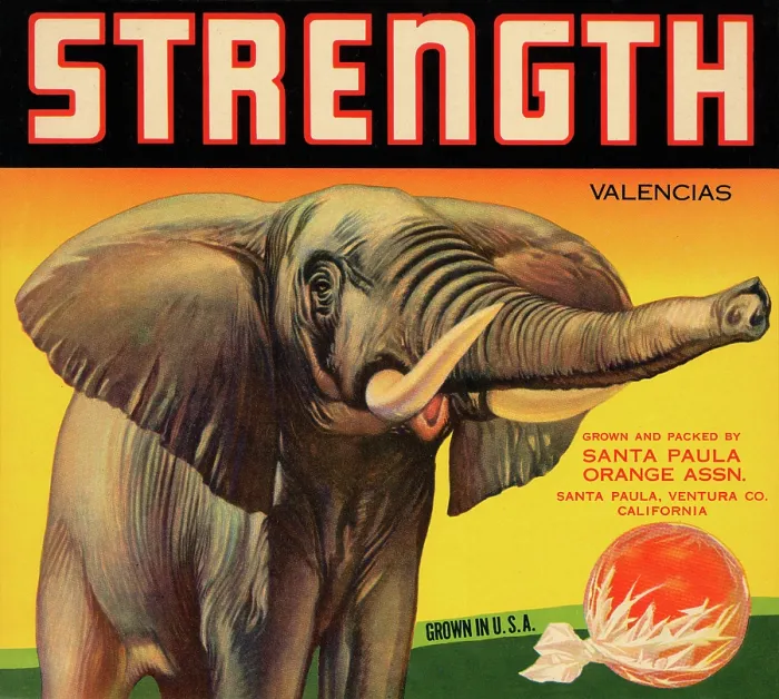 Framed Print : Strength Brand Valencias Framed Print : Strength Brand Valencias