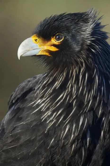 Framed Print : Striated Caracara (Phalcoboenus australis) Framed Print : Striated Caracara (Phalcoboenus australis)