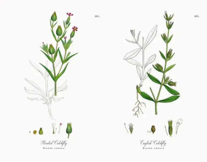 Framed Print : Striated Catchfly, Silene conica, Victorian Botanical Illustration, 1863 Framed Print : Striated Catchfly, Silene conica, Victorian Botanical Illustration, 1863