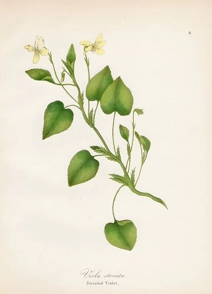 Striated violet plant botanical engraving 1843