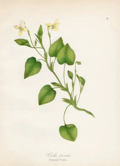 Framed Print : Striated violet plant botanical engraving 1843