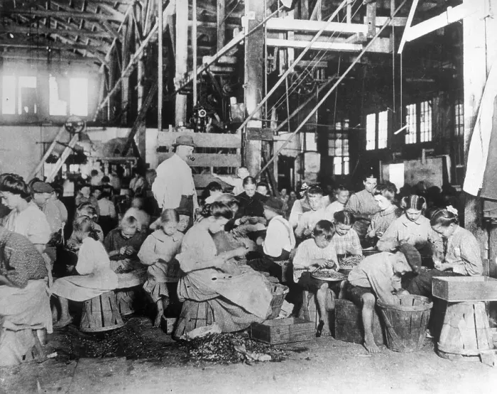 Framed Print : String Beans Being Processed by Hand Framed Print : String Beans Being Processed by Hand
