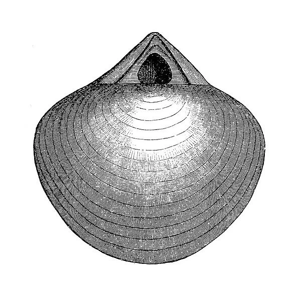 Stringocephalus is an extinct genus of large brachiopods