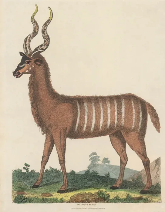 Framed Print : The Striped Antelope Framed Print : The Striped Antelope