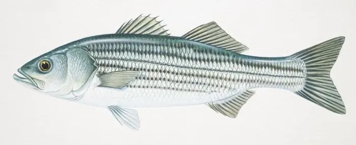 Framed Print : Striped Bass, Morone saxatilis, side view Framed Print : Striped Bass, Morone saxatilis, side view
