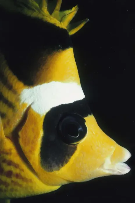 Framed Print : Striped Butterflyfish Framed Print : Striped Butterflyfish