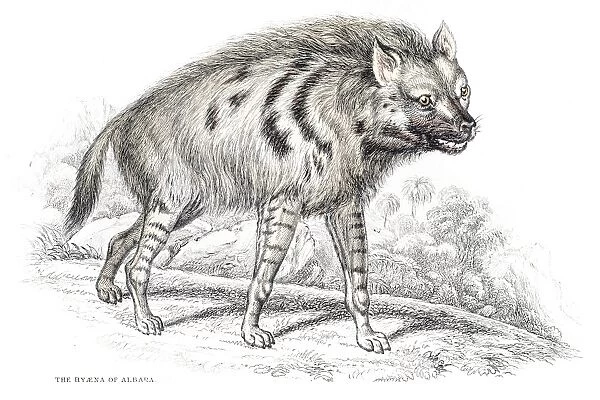 Striped hyena engraving 1840
