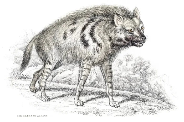 Framed Print : Striped hyena engraving 1840 Framed Print : Striped hyena engraving 1840