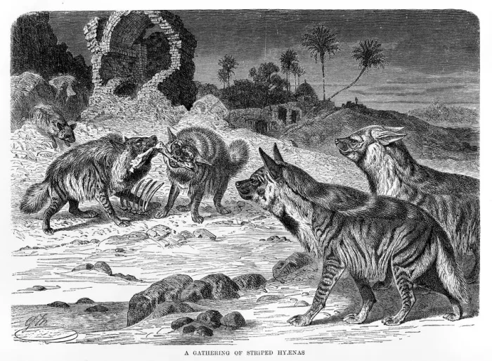 Framed Print : Striped hyenas engraving 1894 Framed Print : Striped hyenas engraving 1894
