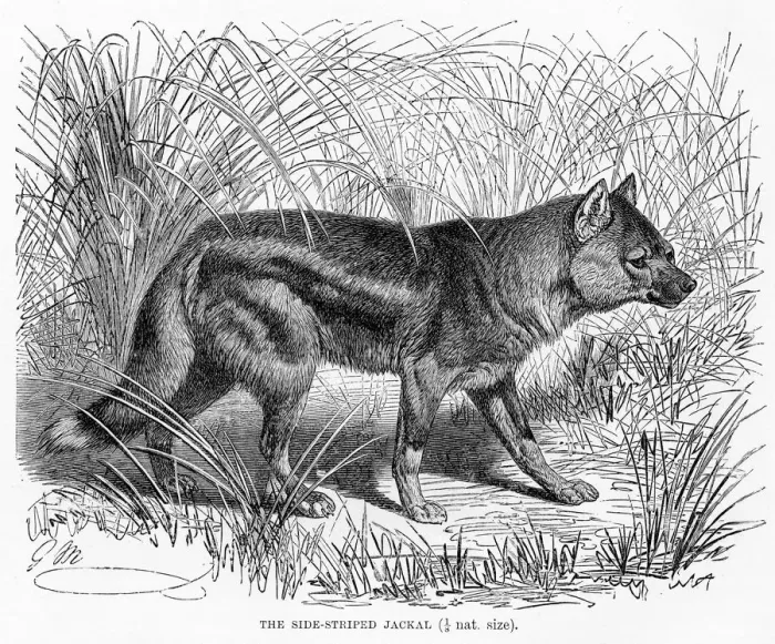 Framed Print : Side striped jackal engraving 1894 Framed Print : Side striped jackal engraving 1894