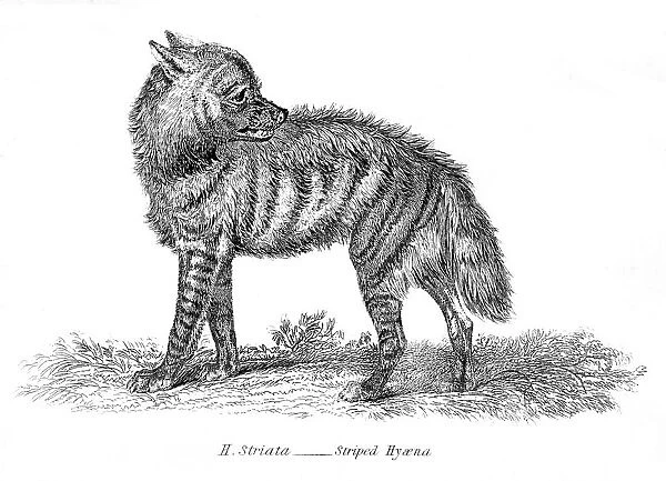 Stripped hyena illustration 1803