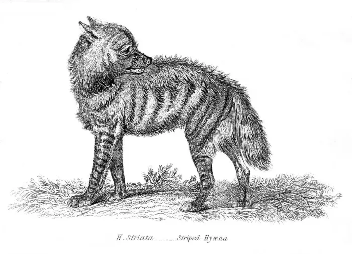 Framed Print : Stripped hyena illustration 1803