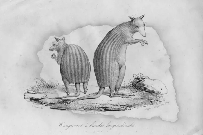 Framed Print : Stripy Kangaroos Framed Print : Stripy Kangaroos