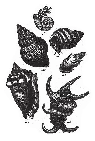 Strombus Lentiginosus, Representatives of the Phyla Porifera, Coelenterata and Mollusca